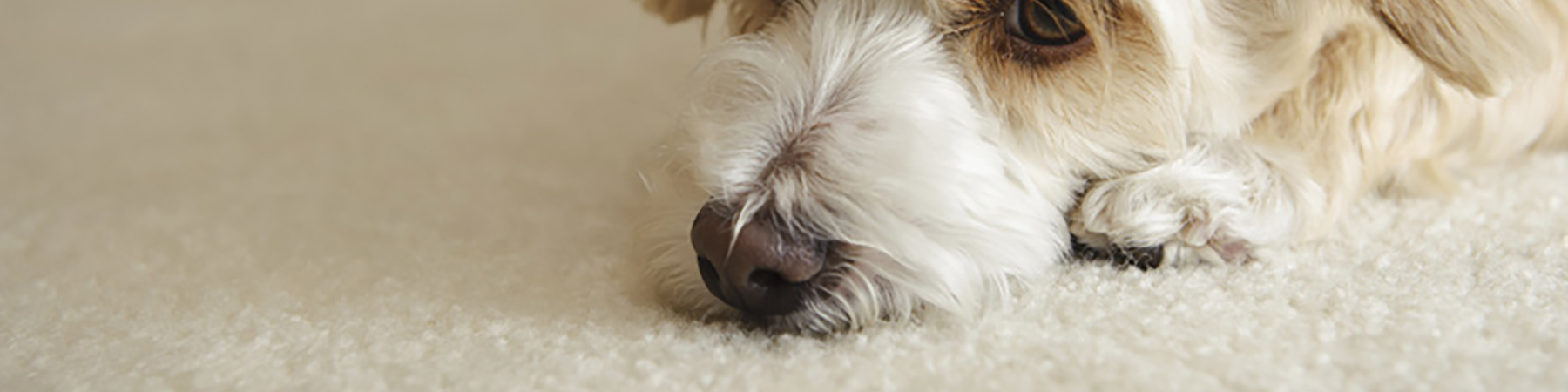 Duvardan Duvara Halı