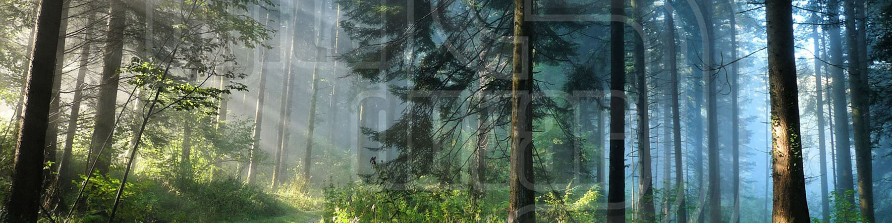 DİJİTAL Baskı Duvar Kağıdı